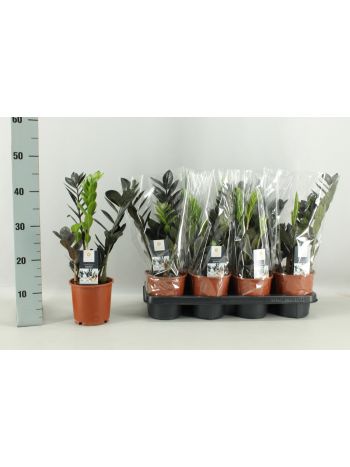 ZAMIOCULCAS RAVEN