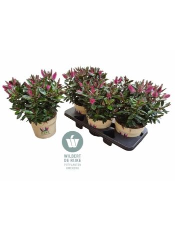 HEBE TAHARUA PINK