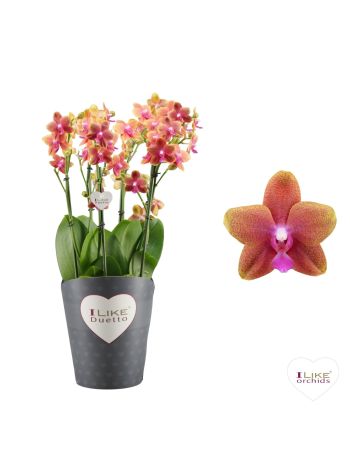 PHAL DUETTO CORAL 4 ÁG