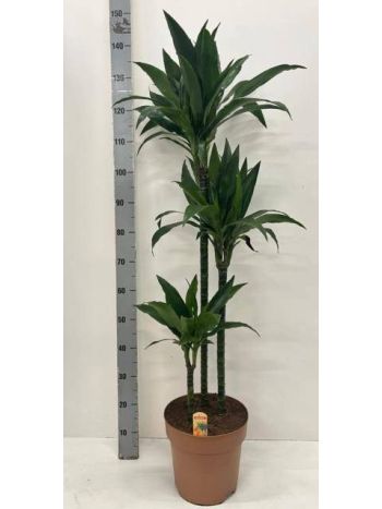 DRA FRAG JANET CRAIG 3 TÖRZSES