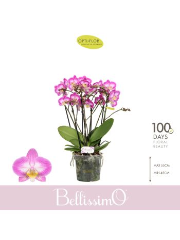 PHAL BELLISSIMO CARO