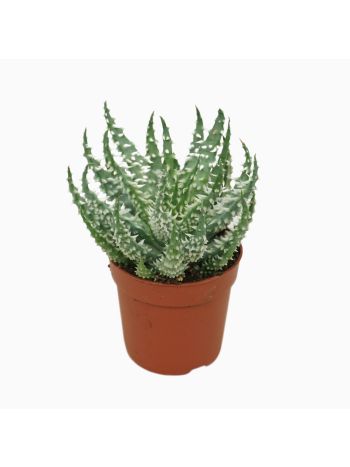 ALOE HUMILIS SHARK