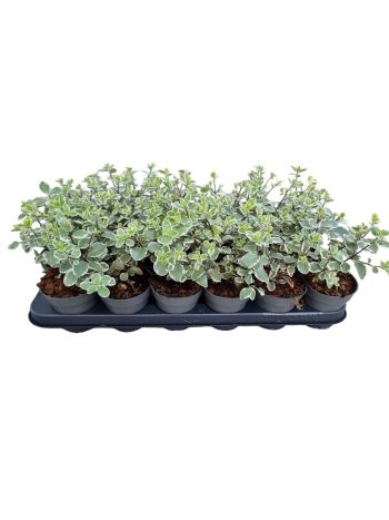 PITTOS VARIEGATUM