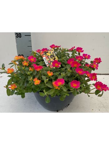 PORTULACA TÁL