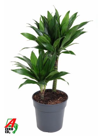 DRA COMPACTA 2 TÖRZSES