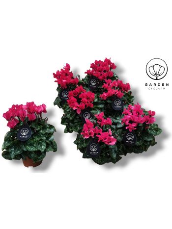 CYCL GARDEN ROZE