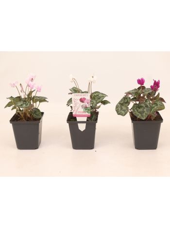 CYCL HEDERIF MIX