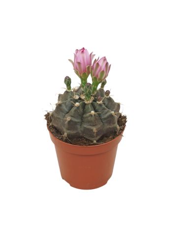 GYMNOCALYCIUM MIHANOVICHII PINK