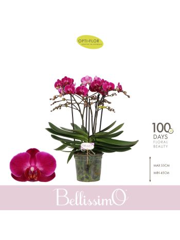 PHAL BELLISSIMO AMORE