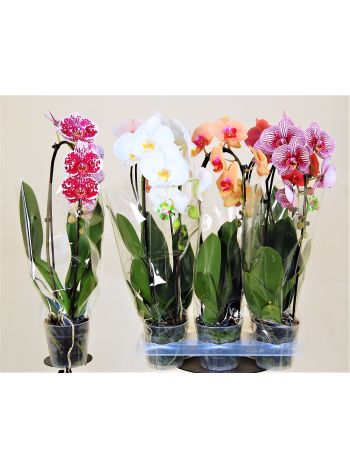 PHAL 1 ÁG CASCADE