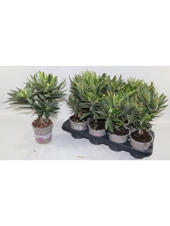 NERIUM OLEANDER TÖRZSES