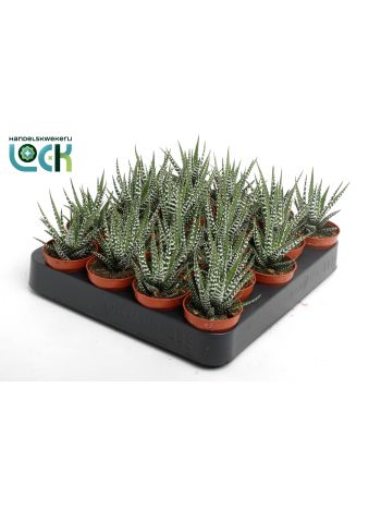 HAWORTHIA BIG BAND