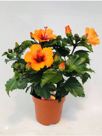 ZZ HIBISCUS PETITE ORANGE