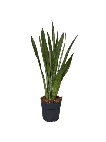 SANSEV SILVER PRINCESS