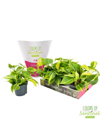 PHIL SCANDENS BRASIL