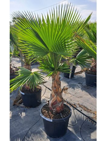 WASHINGTONIA ROBUSTA