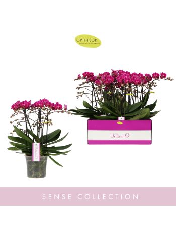 PHAL BELLISSIMO AMORE