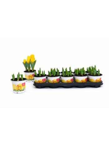TULP YELLOW BABY 12 CM