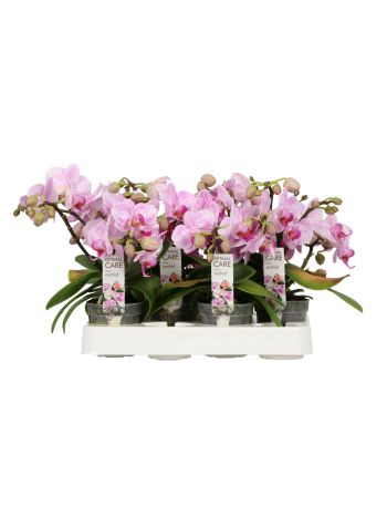 PHAL MINI CANDY 2 ÁG