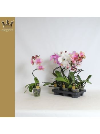 PHAL 1 ÁG TWISTER BERNH