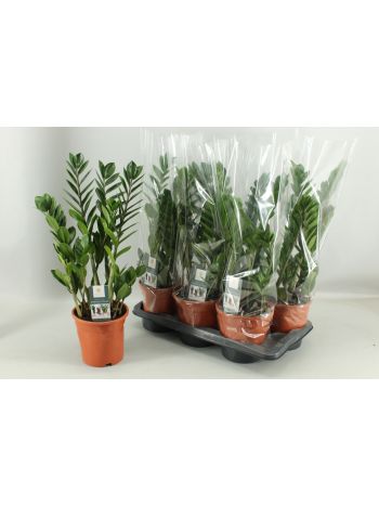 ZAMIOCULCAS ZAMIIFOL