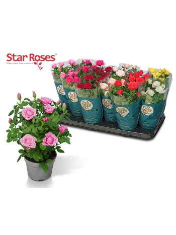 RO STAR R GEM