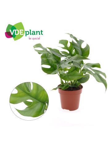 MONSTERA MINIMA
