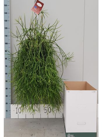 RHIP MAURITIANA 120 CM