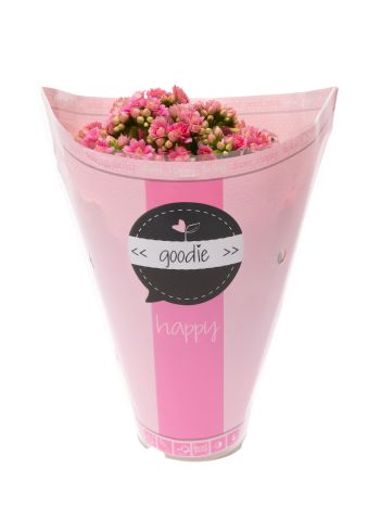 KAL ROSALIE PINK GOODIE