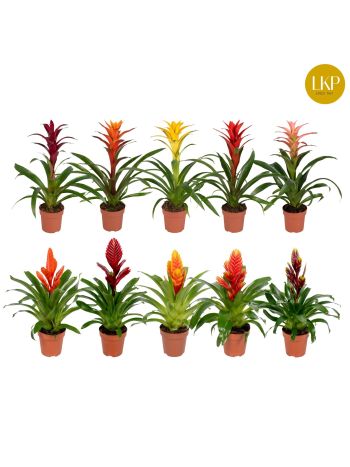 ZZ VRIESEA  GUZMANIA GEM