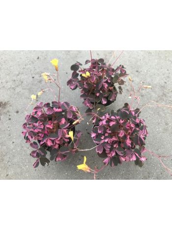 OXALIS VULC CRAZY PLUM