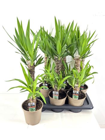 YUCCA 2 TÖRZSES