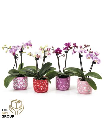 PHAL MINI 2 ÁG CEMENT KASPÓS