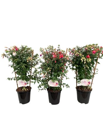 FUCHSIA MIX RÁCSOS AKCIO
