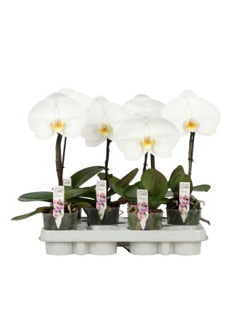 PHAL SINGOLO WHITE