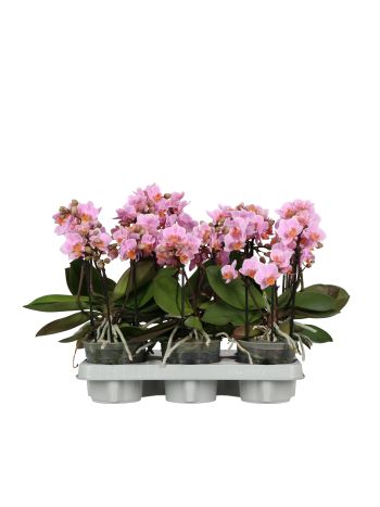 PHAL BOQUETTO ROMANTICO 2-3 ÁG