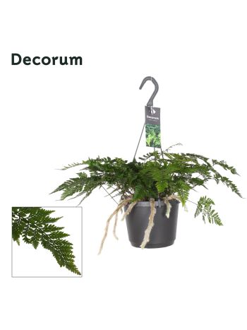 HUMATA TYERMANNII AKASZTÓS
