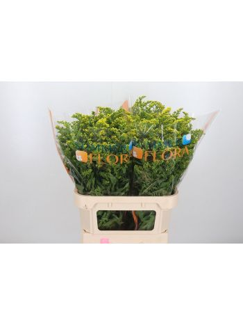SOLI GOLDEN GLORY 80CM