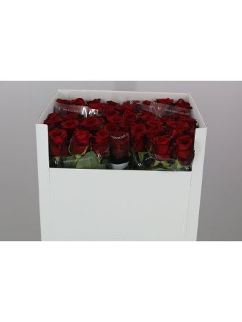R GR RED NAOMI! 70CM