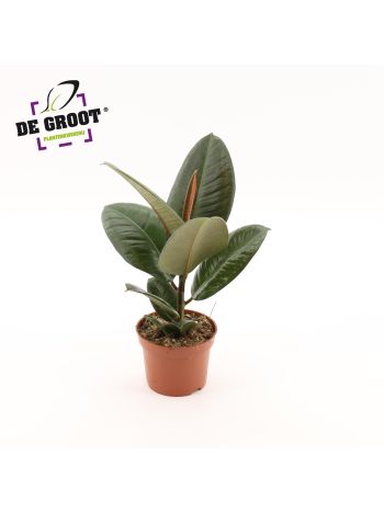 FIC ELASTICA ROBUSTA AKCIO