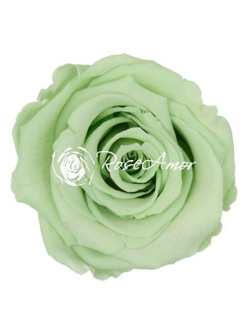 ZZ A. TARTÓSRÓZSA LL+ GRE 04