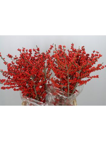 ILEX VE RODE BES 50CM