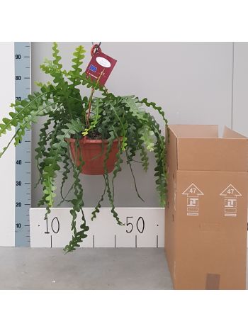 EPIPHYLLUM ANGULEIGER