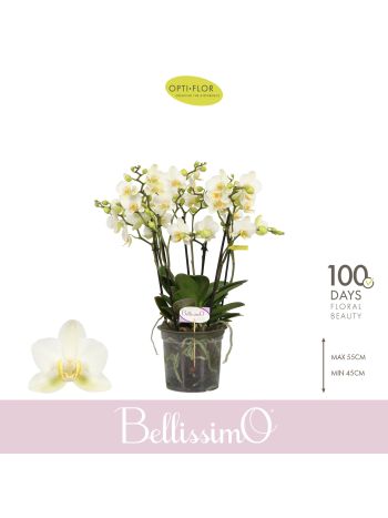 PHAL BELLISSIMO BELLA