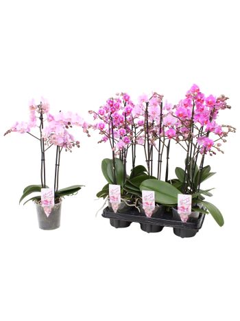 PHAL MF 2 ÁG PINK MIX