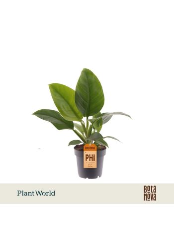 PHIL IMPERIAL GREEN AKCIO