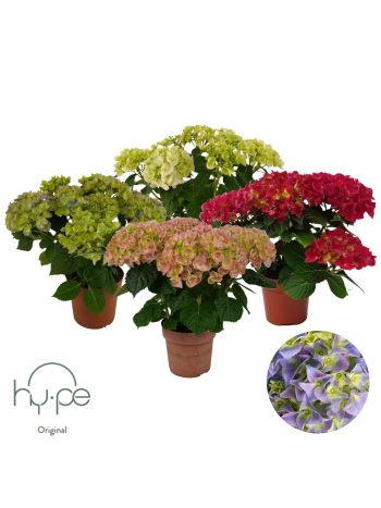 HYDR M 5+ MIX