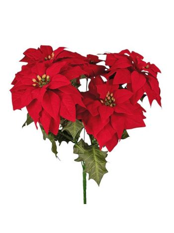 Mikulásvirág csokor- 5 ágú- magasság: 37cm- virágfej átmérő: 13.5cm