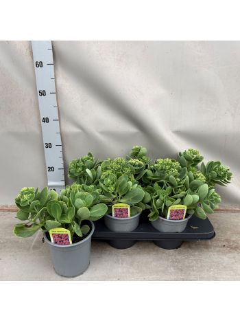 SEDUM TELPIUM ROZE