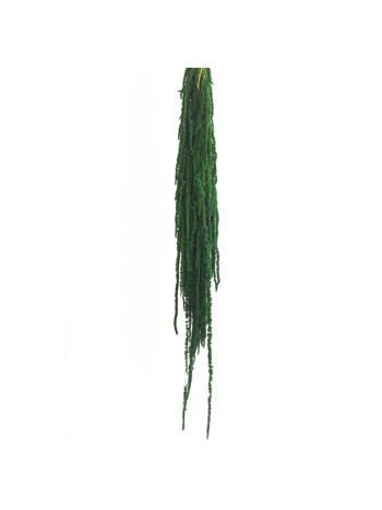 ZVB AMARANTHUS GREEN 3421774104874